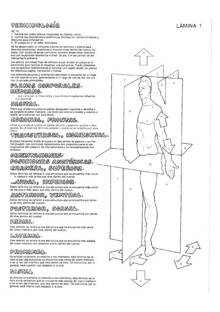 planos anatómicos