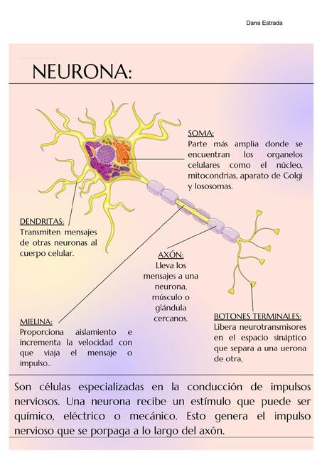 NEURONA Y SUS PARTES