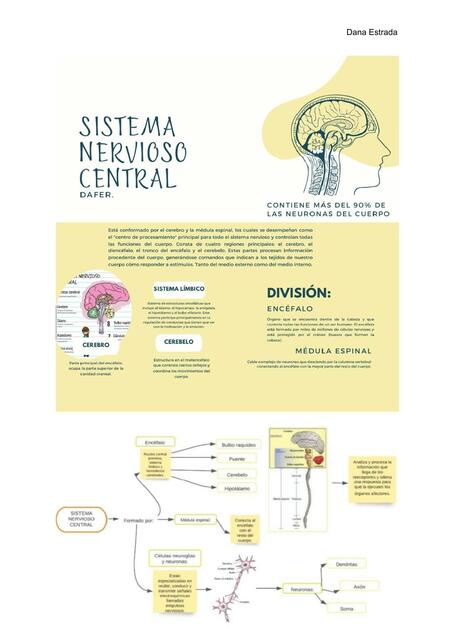 INTRODUCCIÓN AL SISTEMA NERVIOSO CENTRAL