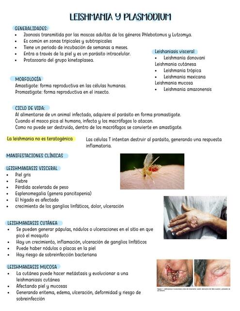 leishmaniasis y plasmodium