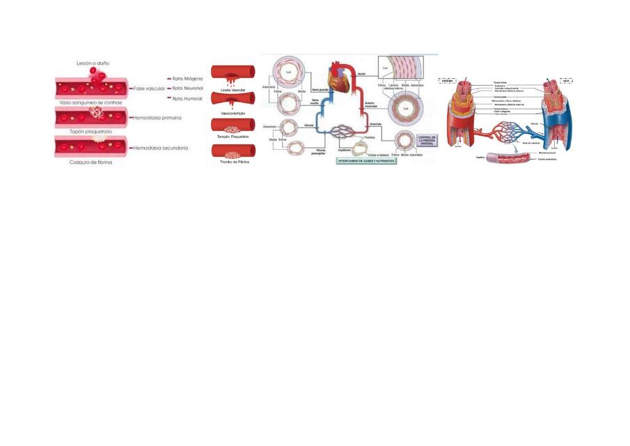 Hemostacia