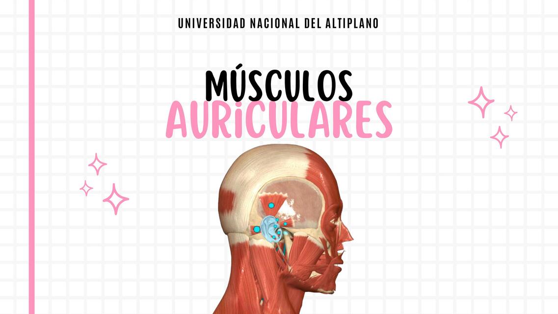 Músculos Auriculares