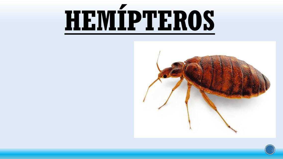 Hemípticos 