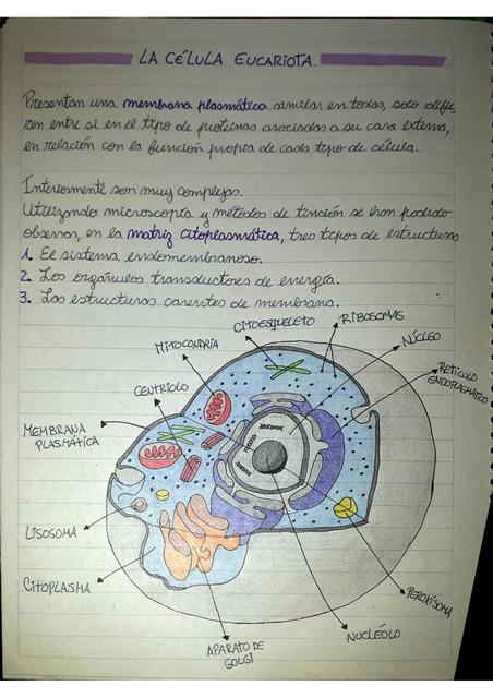 La Célula Eucariota