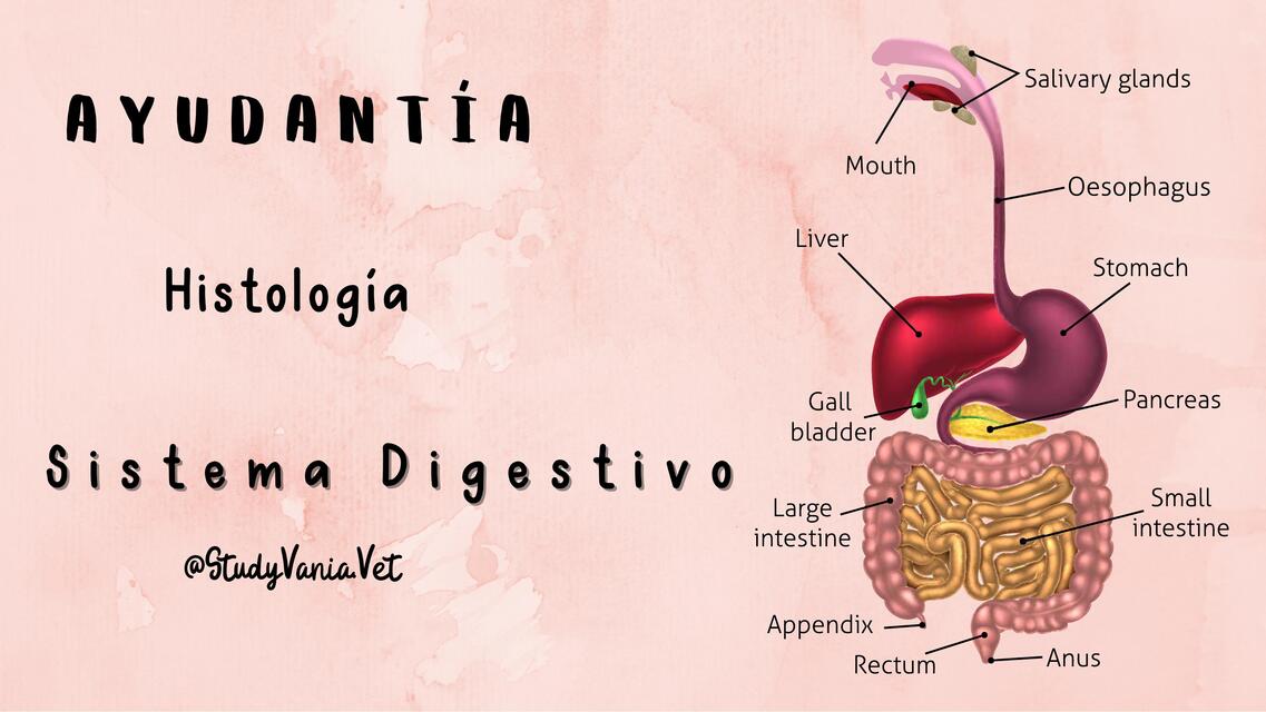 Sistema Digestivo PPT