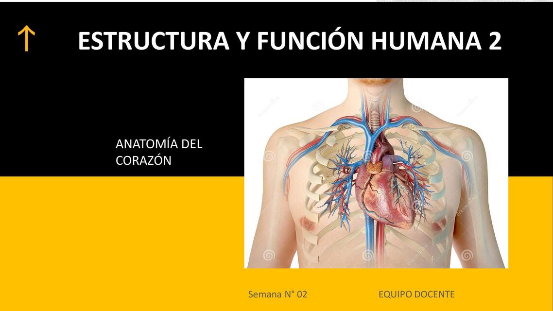 Sesión N 02 Anatomía del Corazón