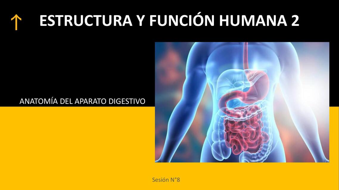 Sesión N 08 Aparato Digestivo