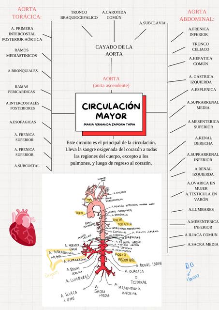 CIRCULACIÓN MAYOR