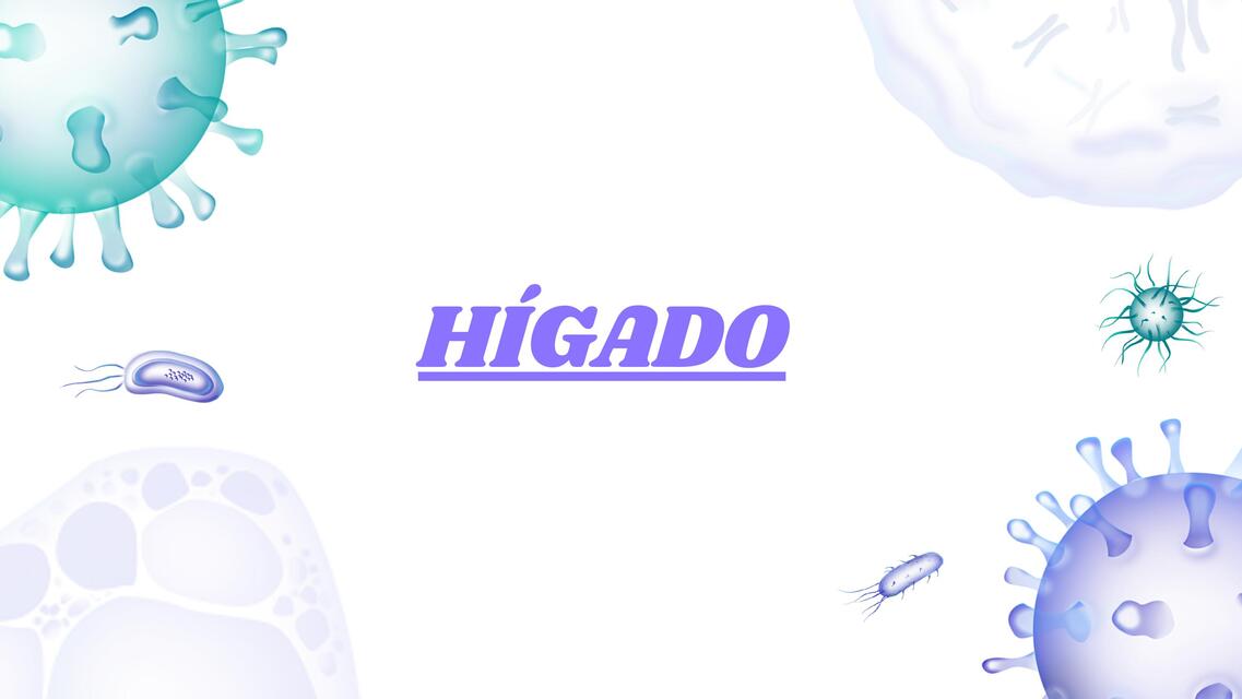 histologia higado