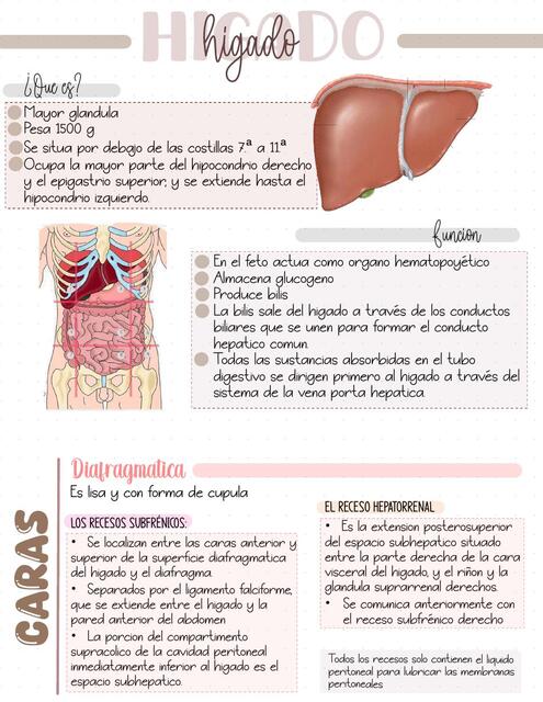 Anatomía hígado