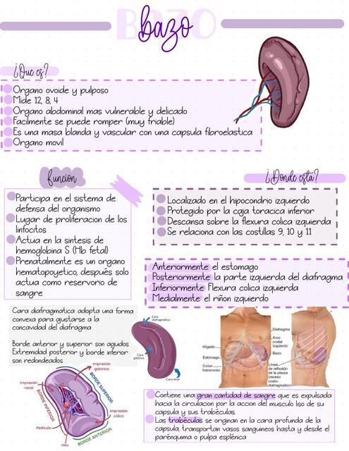 Anatomía bazo