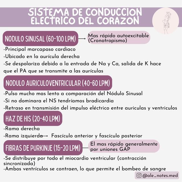 Sistema de conducción eléctrico del corazón