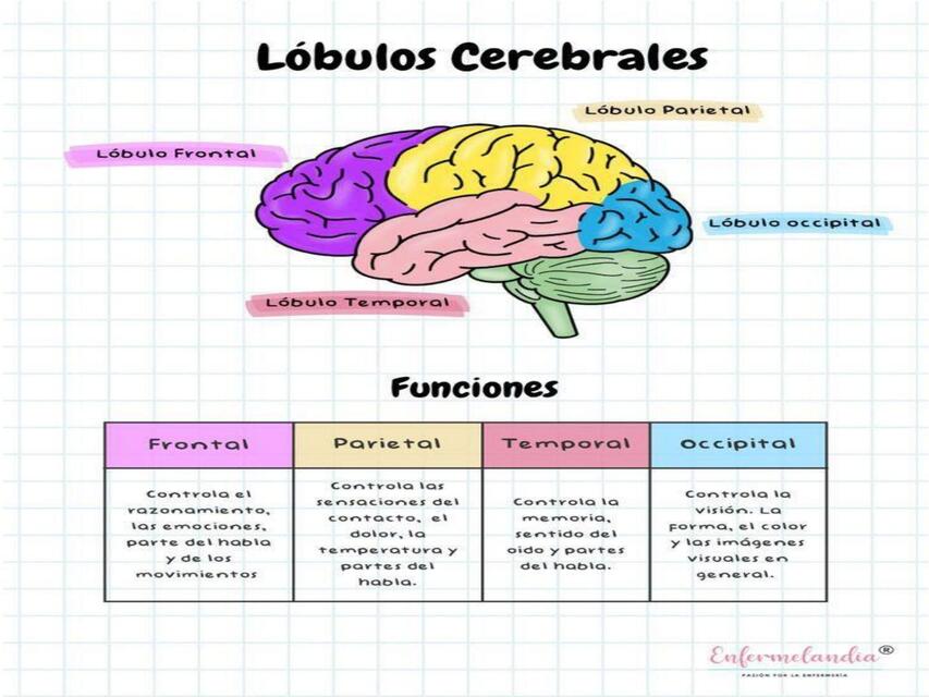 Lóbulos cerebrales