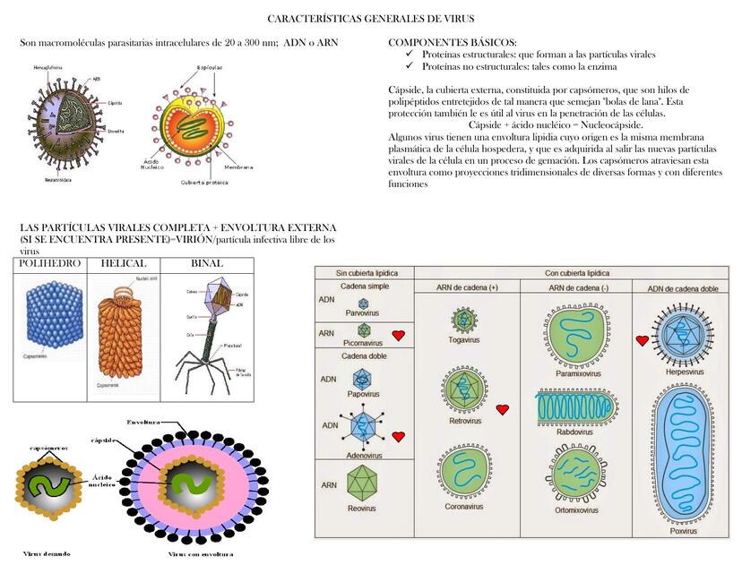 VIRUSs