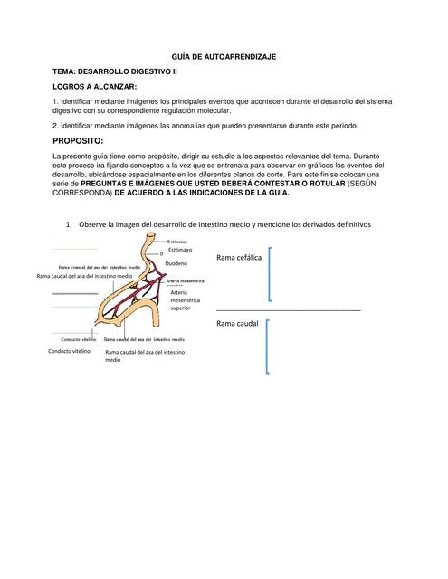 2 Desarrollo del Sistema Digestivo II autoaprendiz