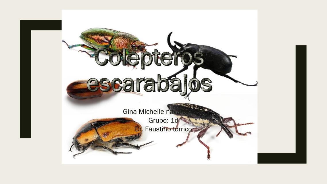 Colepteros escarabajos