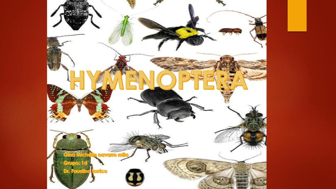 HYMENOPTERA