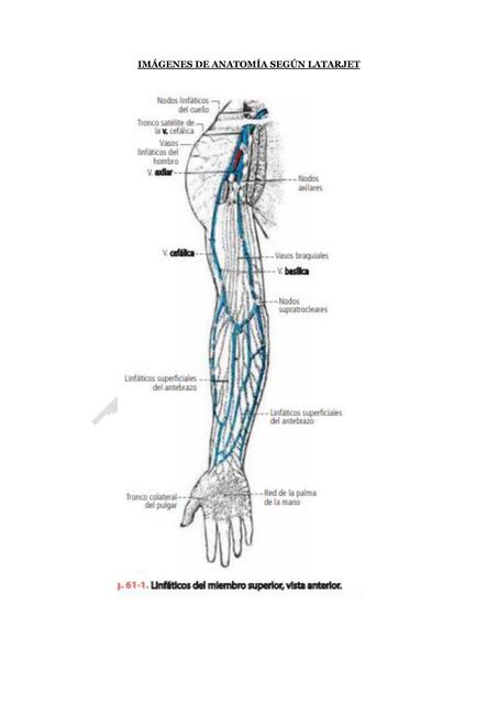 anatomia morfo 5