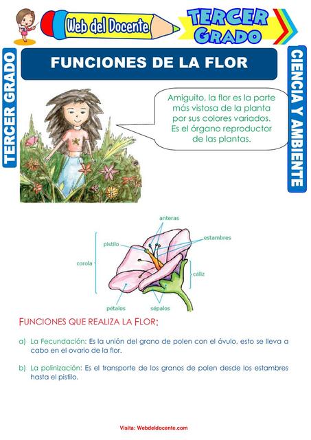 Funciones de la Flor para Niños para Tercer Grado