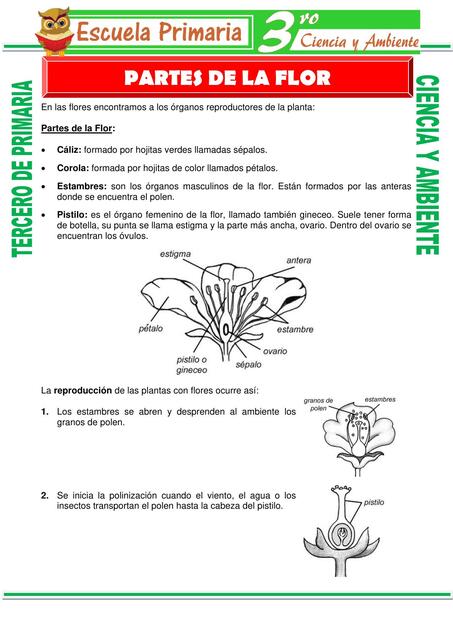 Partes de la Flor para Tercero de Primaria