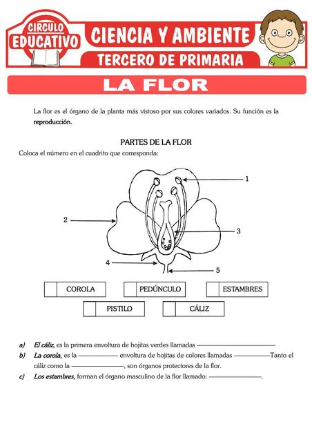 La Flor para Tercero de Primaria 1