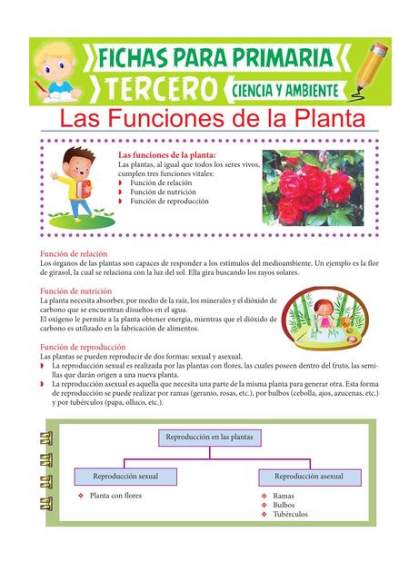 Las Funciones de la Planta para Tercero de Primari