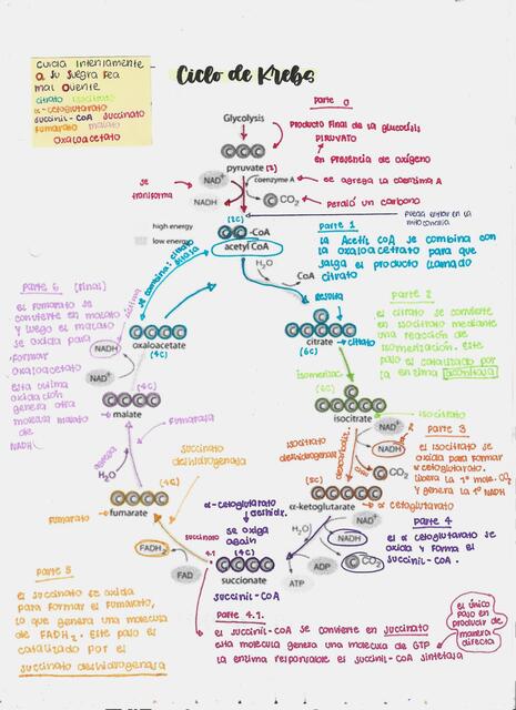 ciclo krebs apunte