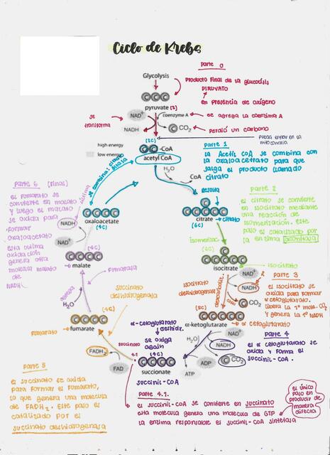 RESUMEN CICLO DE KREBS