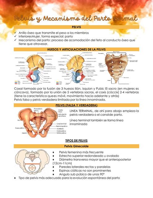 T5 Pelvis y Mecanismo de Parto Normal