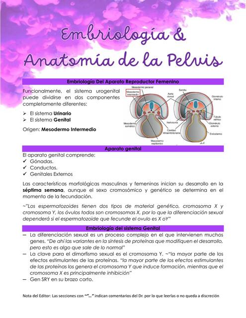 T11 Embriología y Anatomia De La Perlvis