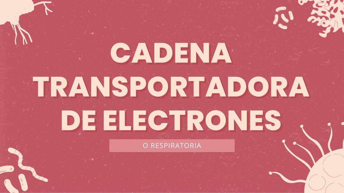 cadena transportadora de electrones