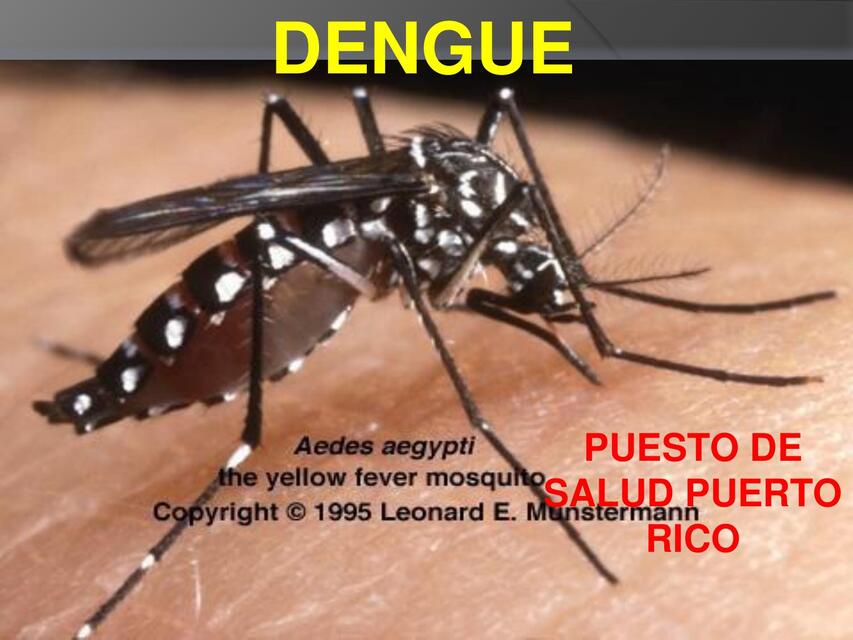 DENGUE EXPO 1