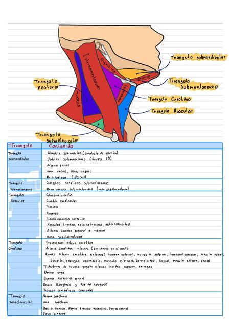 triángulos del cuello