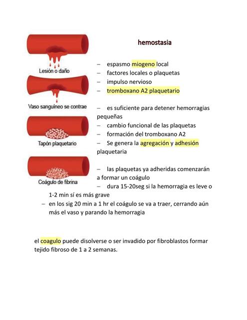 hemostasia