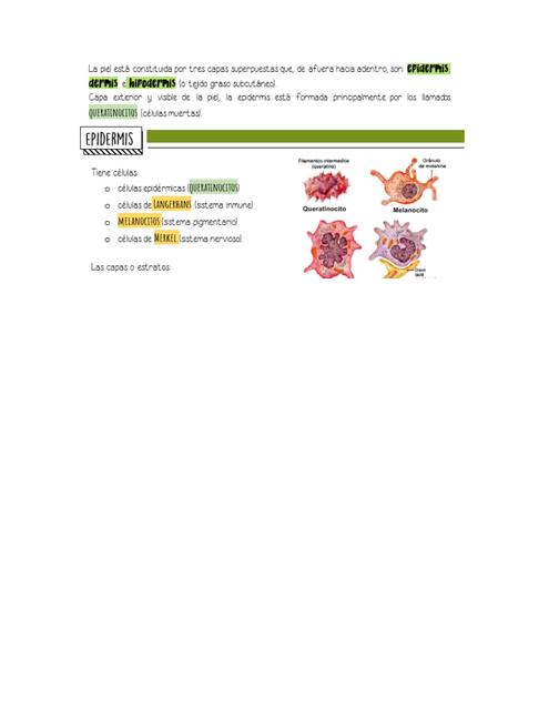 Epidermis