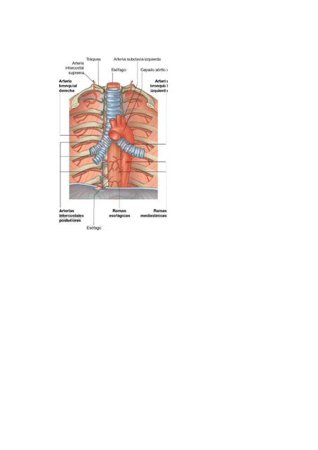 Aorta toraxica