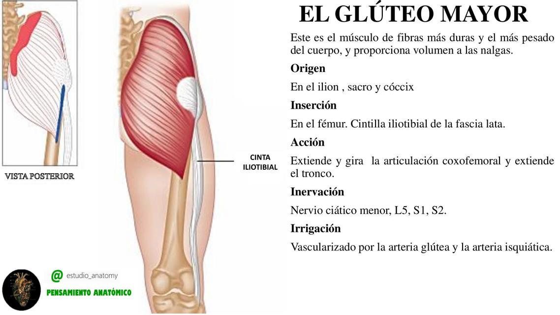 EL GL TEO MAYOR MEDIO Y MENOR Salud Anatom a UDocz