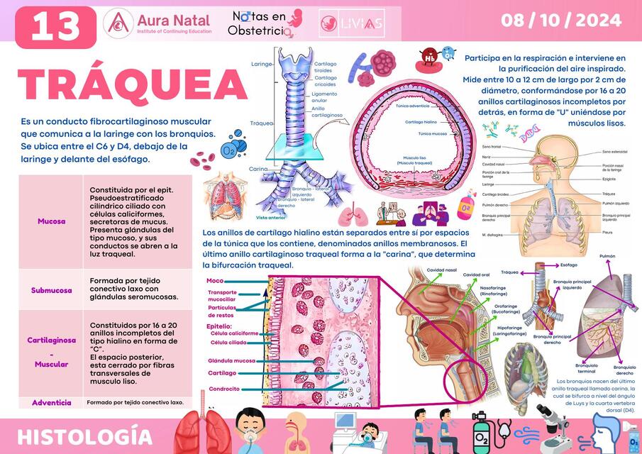 13 HISTOLOGÍA DE LA TRAQUEA BY KMLM