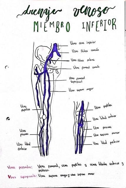 DRENAJE VENOSO MIEMBRO INFERIOR
