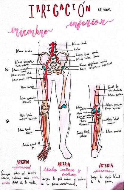 IRRIGACIÓN ARTERIAL MIEMBRO INFERIOR