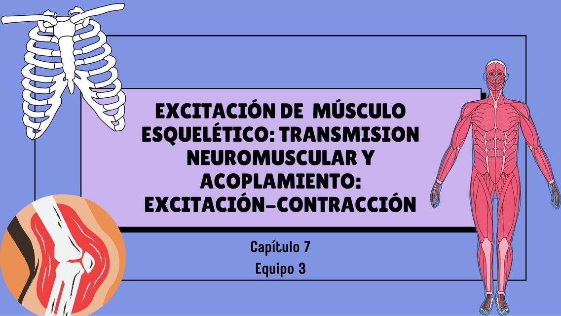 Excitación del músculo esquelético