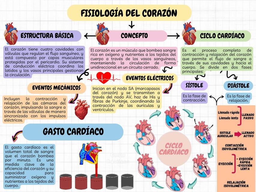 FISIOLOGÍA DEL CORAZÓN