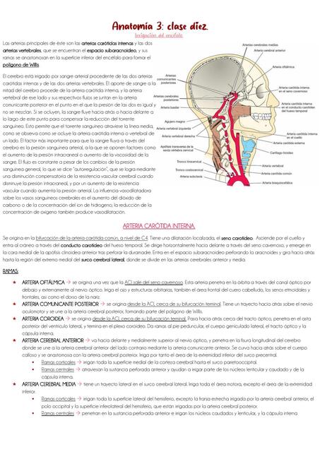 Clase 10: irrigación del SNC.