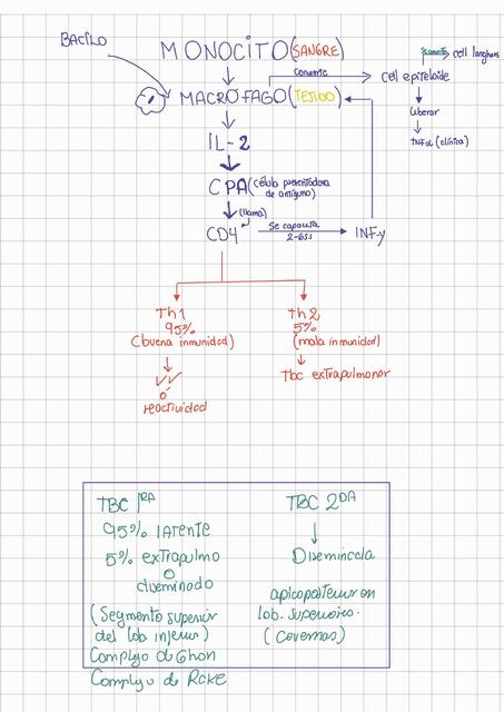 FISIOPATOLOGIA DE TBC