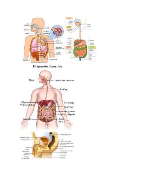 Organología