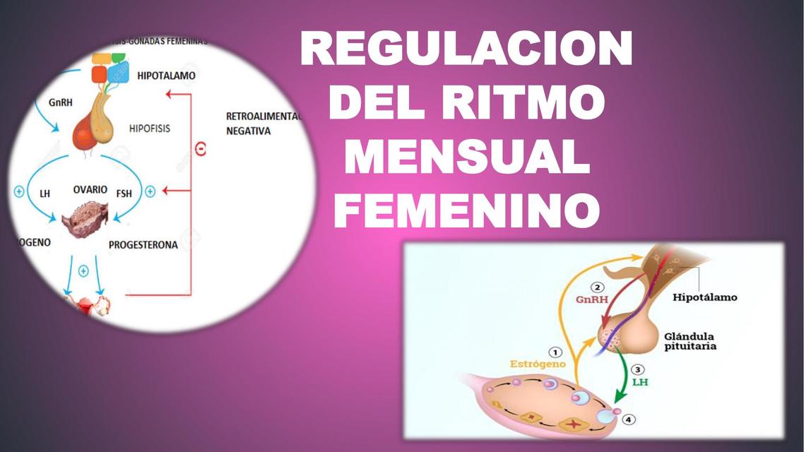 REGULACION DEL RITMO MENSUAL FEMENINO fisiologia