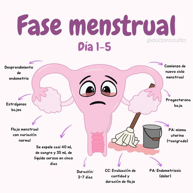 Fase menstrual