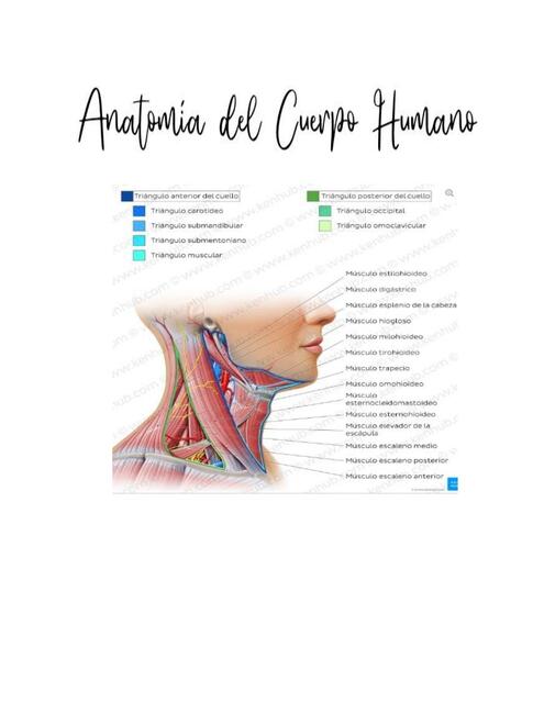 Anatomia del cuello humano