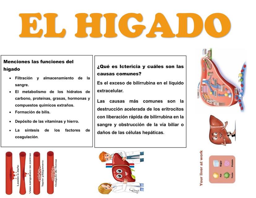 preguntas del EL HÍGADO