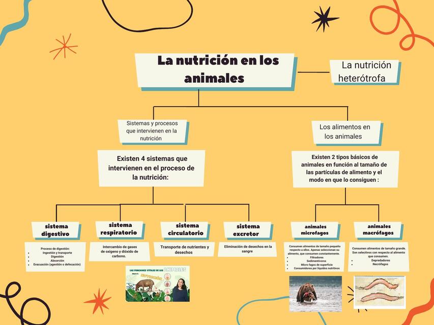 Mapa Conceptual Llamativo Organizador Amarillo 4